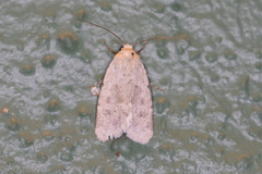 Leucocnemis perfundis