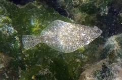 Lepidopsetta bilineata