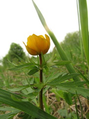 Trollius asiaticus