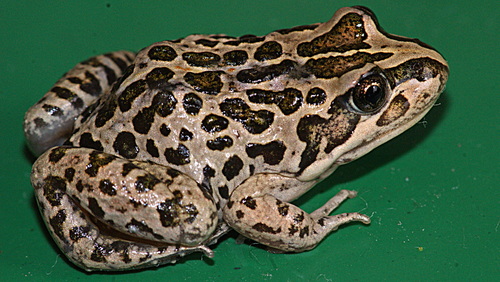 Spotted Marsh Frog, photo 3 of 10