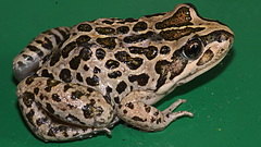Spotted Marsh Frog photo 3