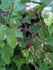 Heuchera