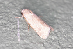 Leucocnemis perfundis