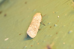 Leucocnemis perfundis