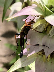Strangalia virilis
