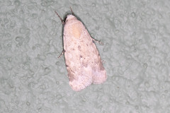 Leucocnemis perfundis