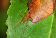 Cheiracanthiidae