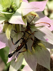 Strangalia virilis