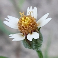 Tridax procumbens