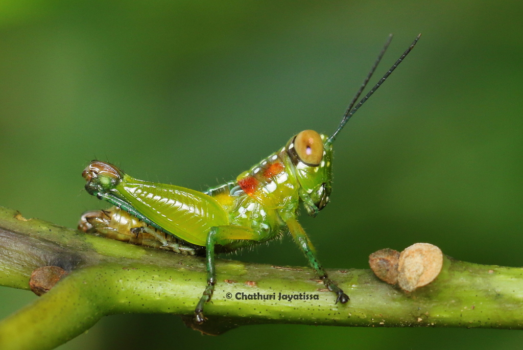 Genimenoides