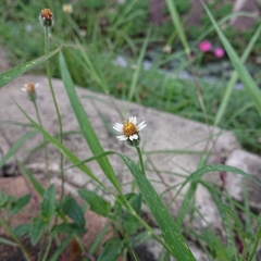 Tridax procumbens