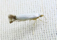 Argyresthia apicimaculella