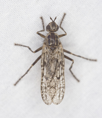 Boreothrinax shewelli