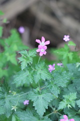Geranium × oxonianum