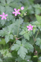 Geranium × oxonianum
