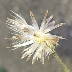 Tridax procumbens