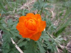 Trollius asiaticus