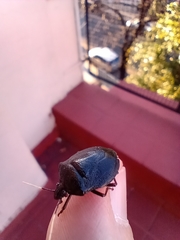 Antiteuchus mixtus