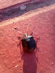 Antiteuchus mixtus