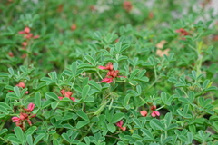 Indigofera trifoliata