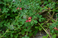 Indigofera trifoliata