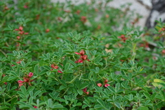 Indigofera trifoliata