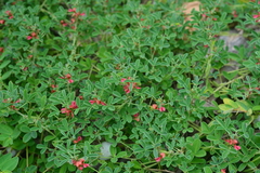 Indigofera trifoliata
