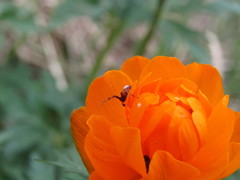 Trollius asiaticus