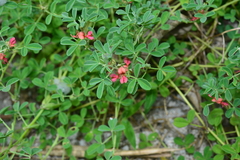 Indigofera trifoliata