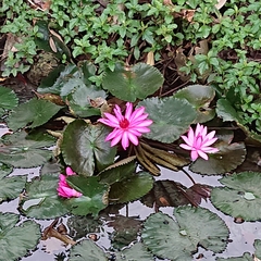 Nymphaea rubra