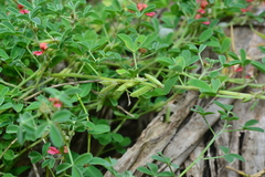 Indigofera trifoliata