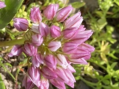 Allium brandegeei