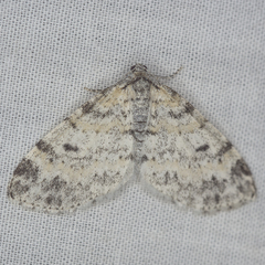 Lobophora