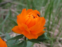 Trollius asiaticus
