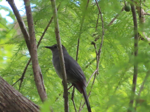 Gray Catbird photographed in Kansas