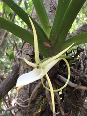 Angraecum praestans image