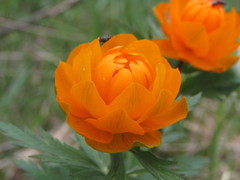 Trollius asiaticus