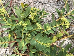 Euphorbia atoto
