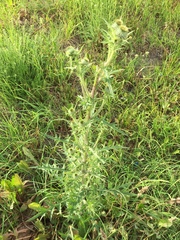 Cirsium vulgare