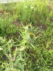 Cirsium vulgare
