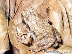 Arthroleptis stenodactylus