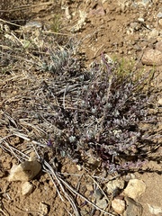 Penstemon californicus
