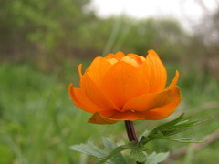 Trollius asiaticus