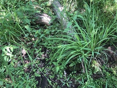 Carex typhina