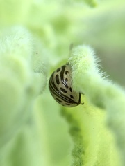 Zygogramma heterothecae