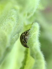 Zygogramma heterothecae