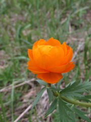 Trollius asiaticus
