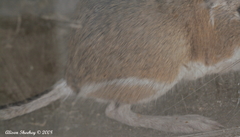 Dipodomys panamintinus