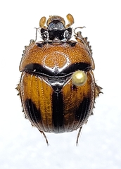 Bolbocerosoma biplagiatum