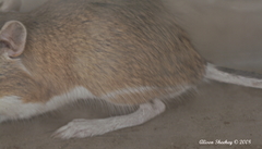 Dipodomys panamintinus